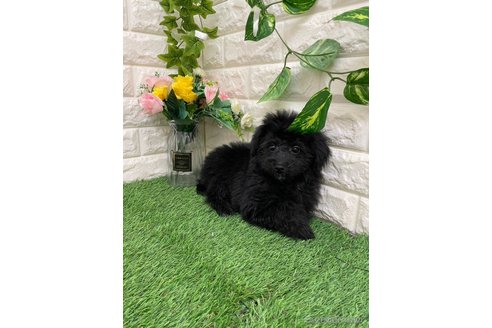 成約済の岡山県のチワプー:チワワ×トイプードル-351333の9枚目