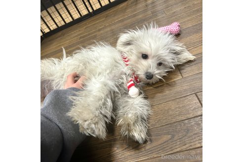 成約済の栃木県のマルプー:マルチーズ×トイプードル-335292の11枚目