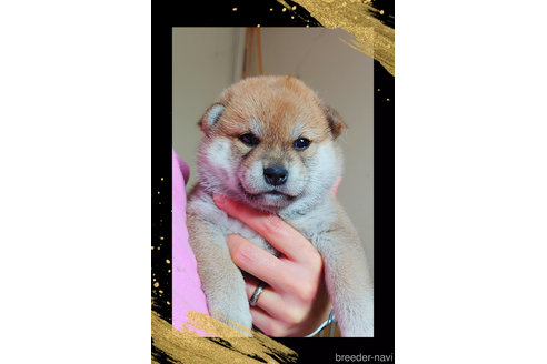 販売中の栃木県の柴犬-353918の9枚目
