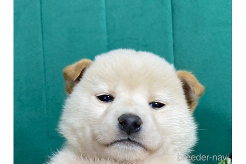 成約済の茨城県の豆柴-357164の5枚目