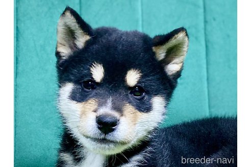 成約済の茨城県の豆柴-357163の2枚目