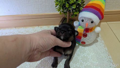 成約済の広島県のチワプー:チワワ×トイプードル-358067の61枚目
