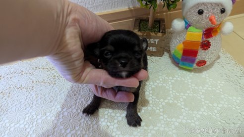 成約済の広島県のチワプー:チワワ×トイプードル-358067の58枚目