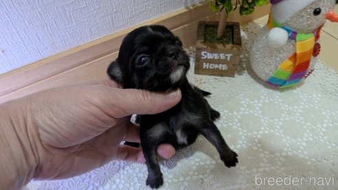 成約済の広島県のチワプー:チワワ×トイプードル-358074の137枚目