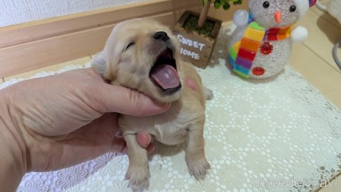 成約済の広島県のチワプー:チワワ×トイプードル-358079の118枚目