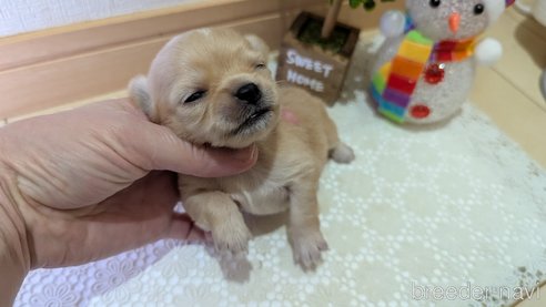 成約済の広島県のチワプー:チワワ×トイプードル-358079の115枚目