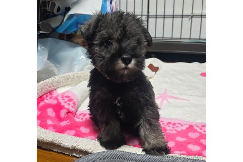 成約済の岡山県のミニチュアシュナウザー-351745の14枚目
