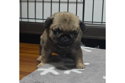 成約済の岡山県のパグ-352790の4枚目