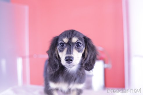 成約済の愛知県のカニンヘンダックスフンド(ロングヘアード)-344675の7枚目