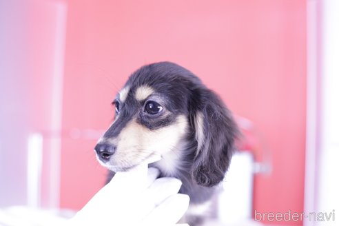 成約済の愛知県のカニンヘンダックスフンド(ロングヘアード)-344675の2枚目