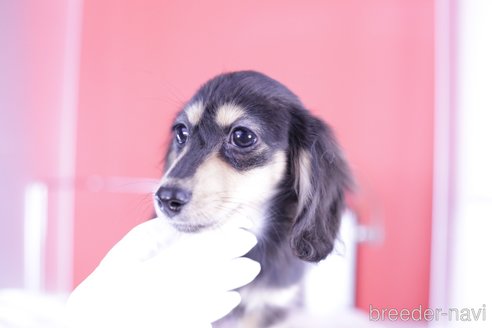 成約済の愛知県のカニンヘンダックスフンド(ロングヘアード)-344675の3枚目