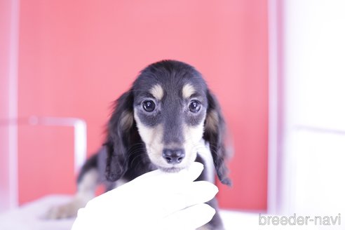 成約済の愛知県のカニンヘンダックスフンド(ロングヘアード)-344686の7枚目