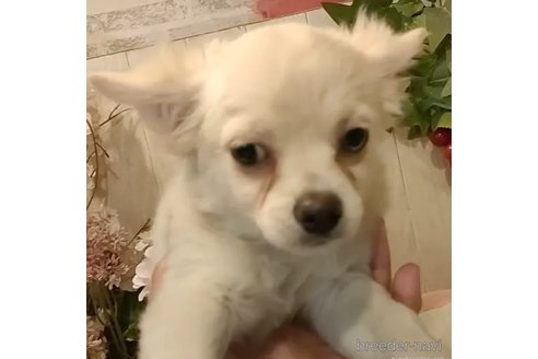成約済の愛知県のチワワ(ロングコート)-341023の1枚目