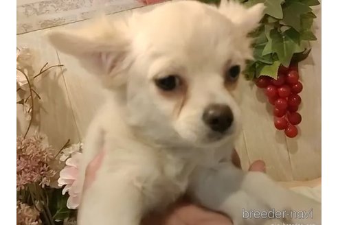 成約済の愛知県のチワワ(ロングコート)-341023の5枚目