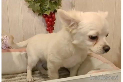 成約済の愛知県のチワワ(ロングコート)-341023の4枚目
