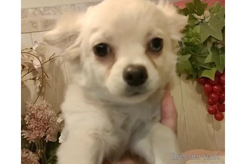 成約済の愛知県のチワワ(ロングコート)-341023の2枚目