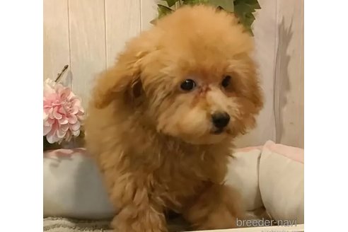 成約済の愛知県のティーカッププードル-338039の5枚目