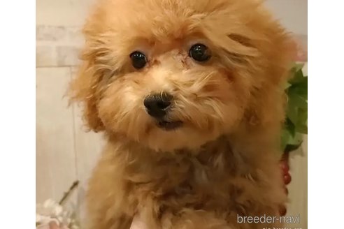 成約済の愛知県のティーカッププードル-338039の3枚目