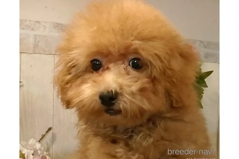 成約済の愛知県のティーカッププードル-338039の2枚目