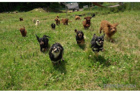 成約済の千葉県のチワワ(ロングコート)-355262の2枚目