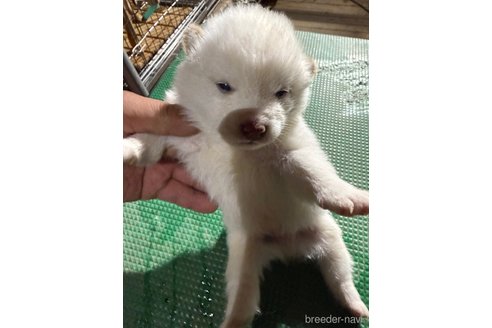 成約済の広島県の柴犬-358091の5枚目