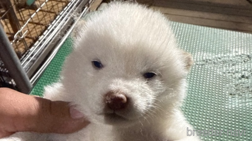 成約済の広島県の柴犬-358091の4枚目
