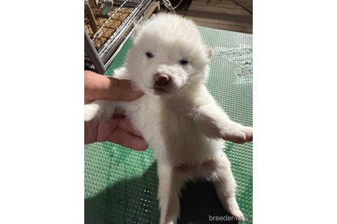 成約済の広島県の柴犬-358094の2枚目