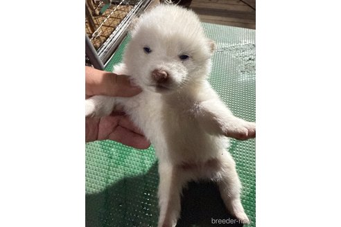 成約済の広島県の柴犬-358094の3枚目