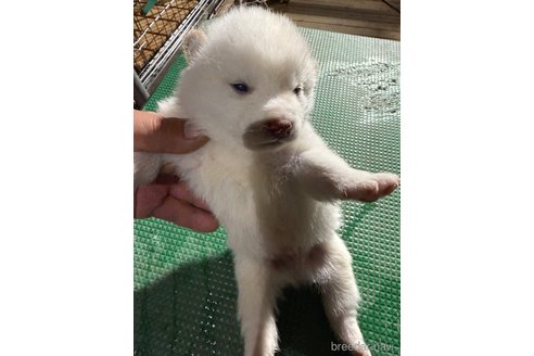 成約済の広島県の柴犬-358094の6枚目