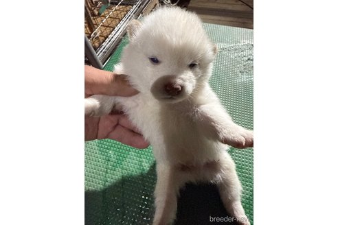 成約済の広島県の柴犬-358094の4枚目