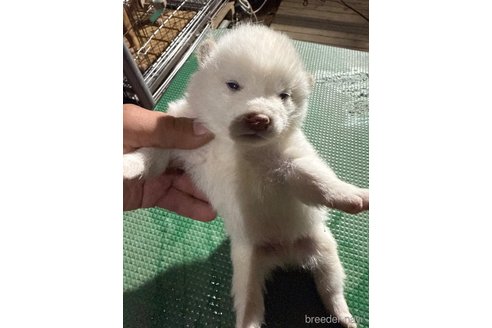 成約済の広島県の柴犬-358094の5枚目