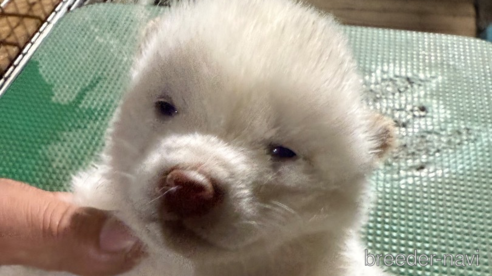 成約済の広島県の柴犬-358094の1枚目