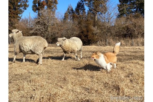 成約済の大阪府のシェットランドシープドッグ(シェルティ)-358095の3枚目