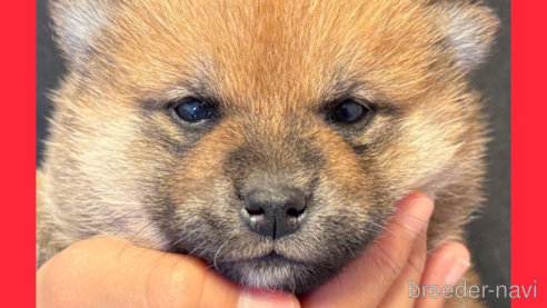 成約済の愛知県の柴犬-356204
