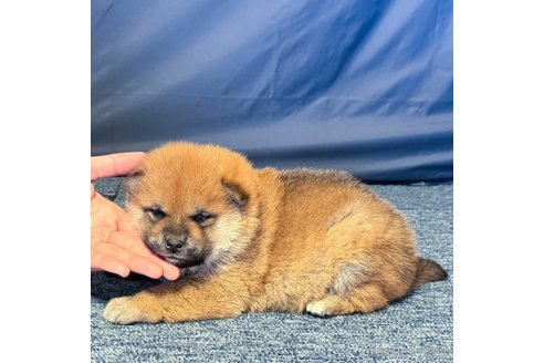 成約済の愛知県の柴犬-356204の4枚目