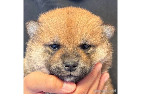 成約済の愛知県の柴犬-356204の2枚目