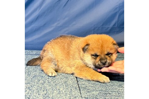 成約済の愛知県の柴犬-356204の3枚目