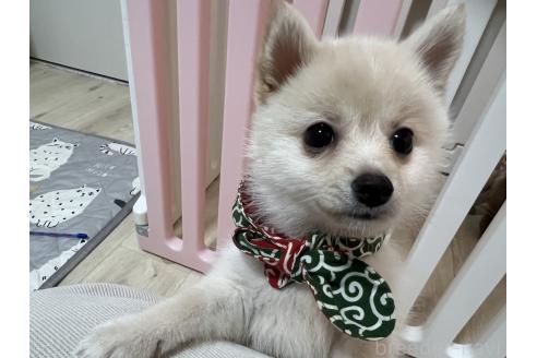 成約済の埼玉県のミックス犬-358329の5枚目