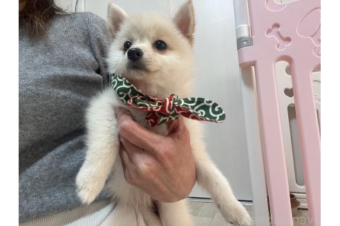 成約済の埼玉県のミックス犬-358329の3枚目