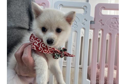 成約済の埼玉県のミックス犬-358329の1枚目
