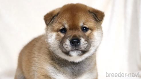成約済の滋賀県の柴犬-358099の16枚目