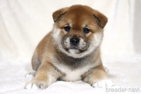 成約済の滋賀県の柴犬-358099の15枚目