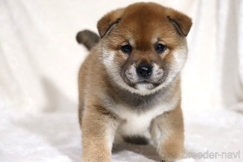 成約済の滋賀県の柴犬-358099の13枚目