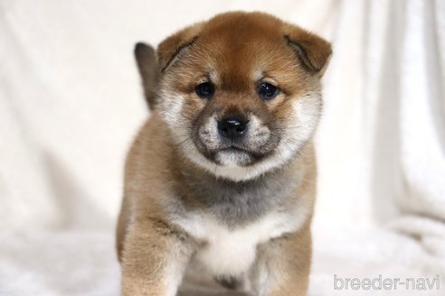 成約済の滋賀県の柴犬-358099の12枚目