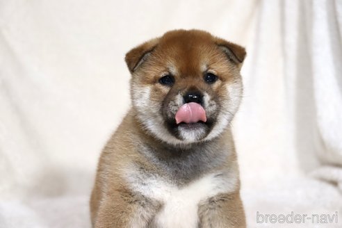 成約済の滋賀県の柴犬-358099の11枚目