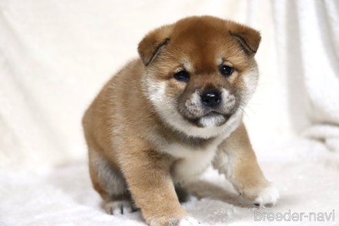 成約済の滋賀県の柴犬-358099の10枚目