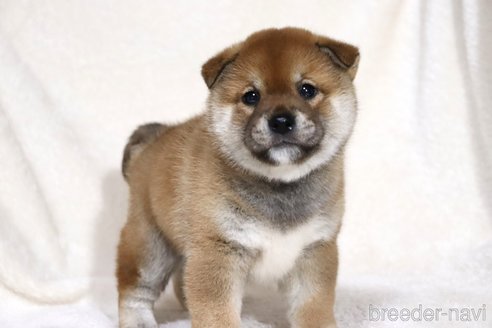 成約済の滋賀県の柴犬-358099の9枚目