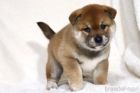 成約済の滋賀県の柴犬-358099の8枚目