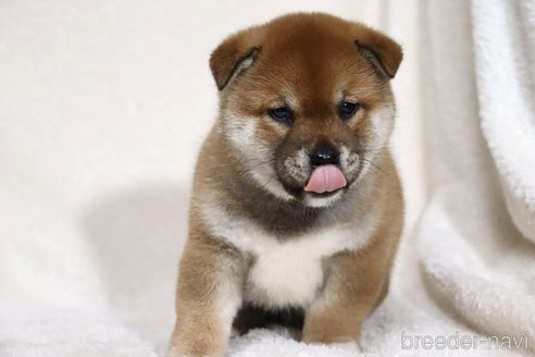 成約済の滋賀県の柴犬-358099の7枚目