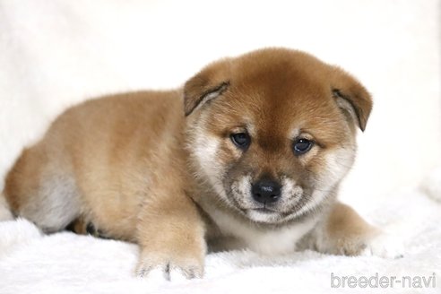 成約済の滋賀県の柴犬-358099の5枚目